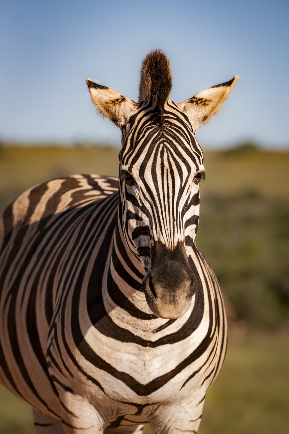 斑马素材Zebra Equine Animal-趣窝